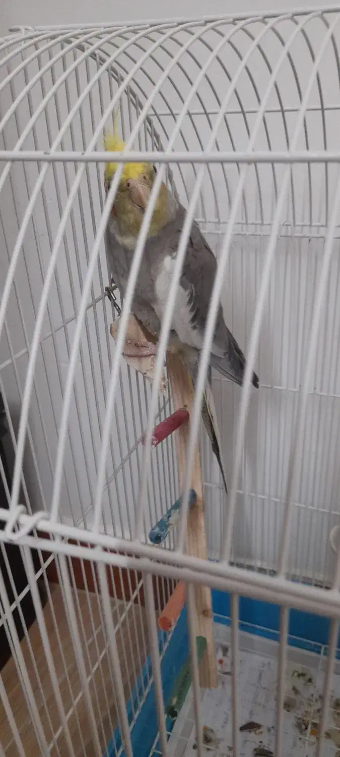 عروس هلندی|پرنده|بابل, |دیوار