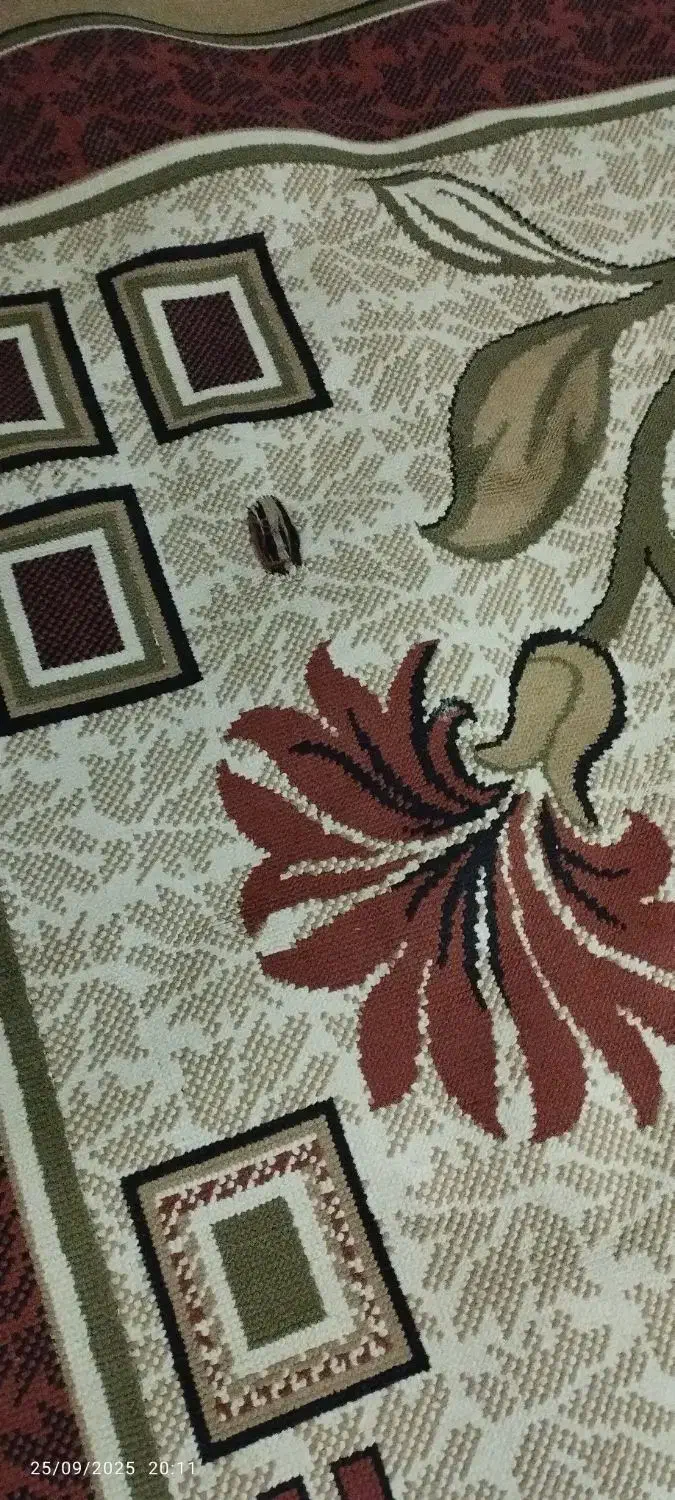 گلیم|گلیم، جاجیم، گبه|بجنورد, |دیوار