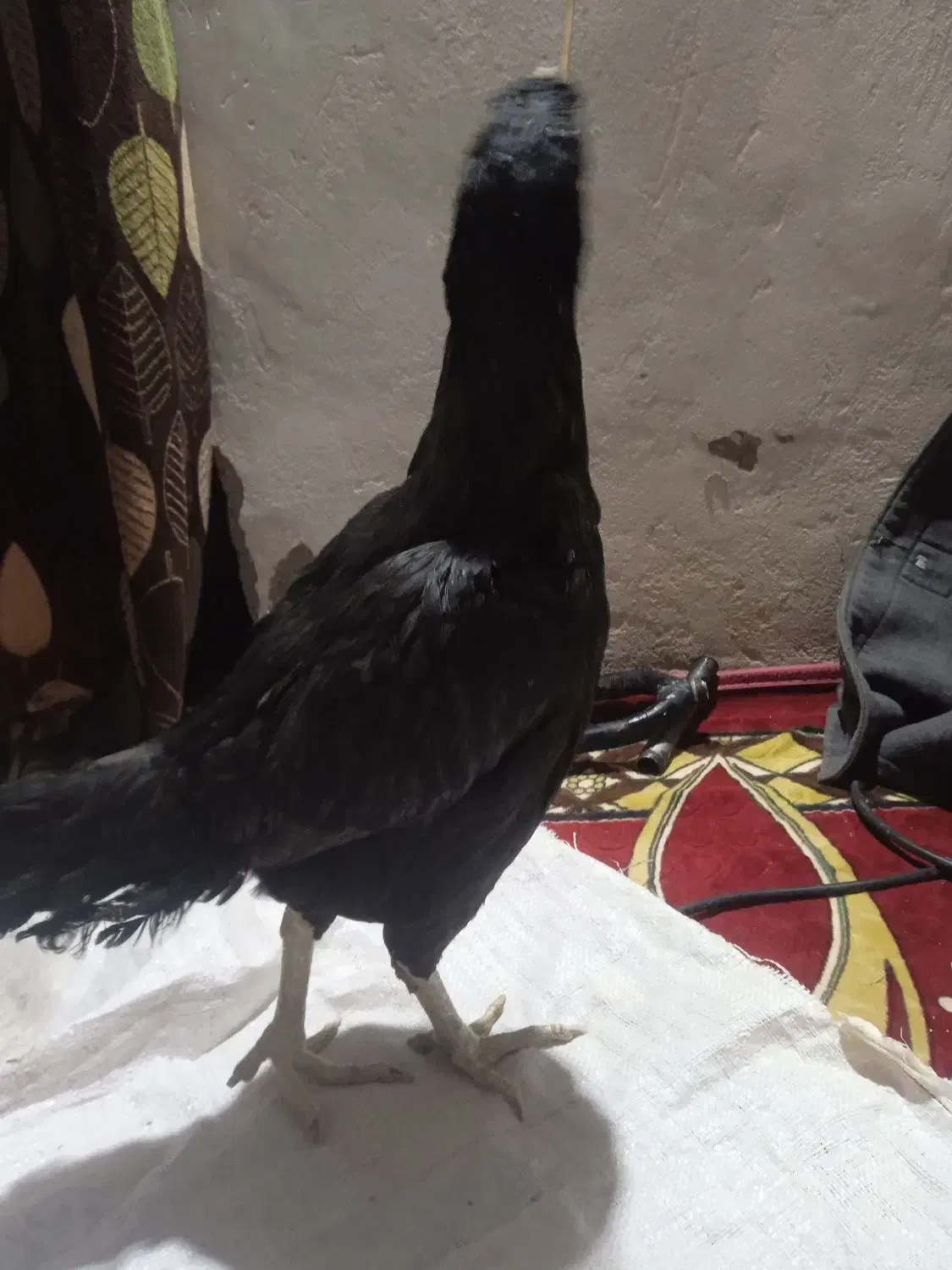 مرغ اصیل|حیوانات مزرعه|خاش, |دیوار