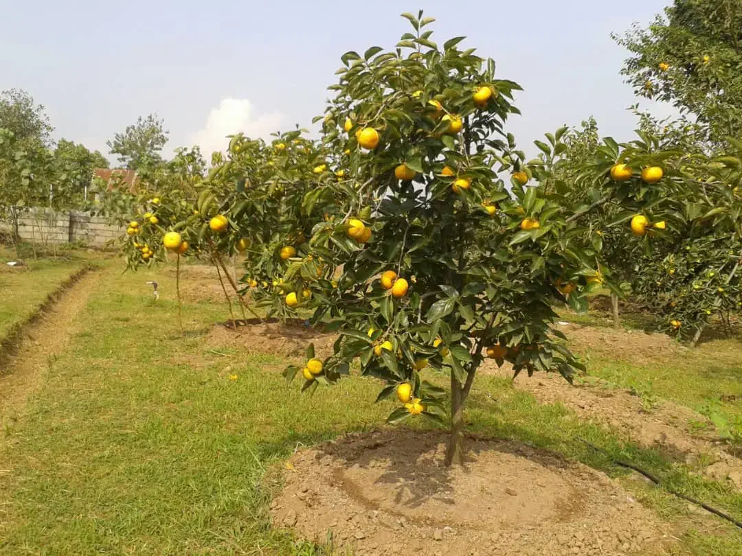سم پاشی و علف زنی باغ و ویلا|خدمات باغبانی و درختکاری|رودبنه, |دیوار