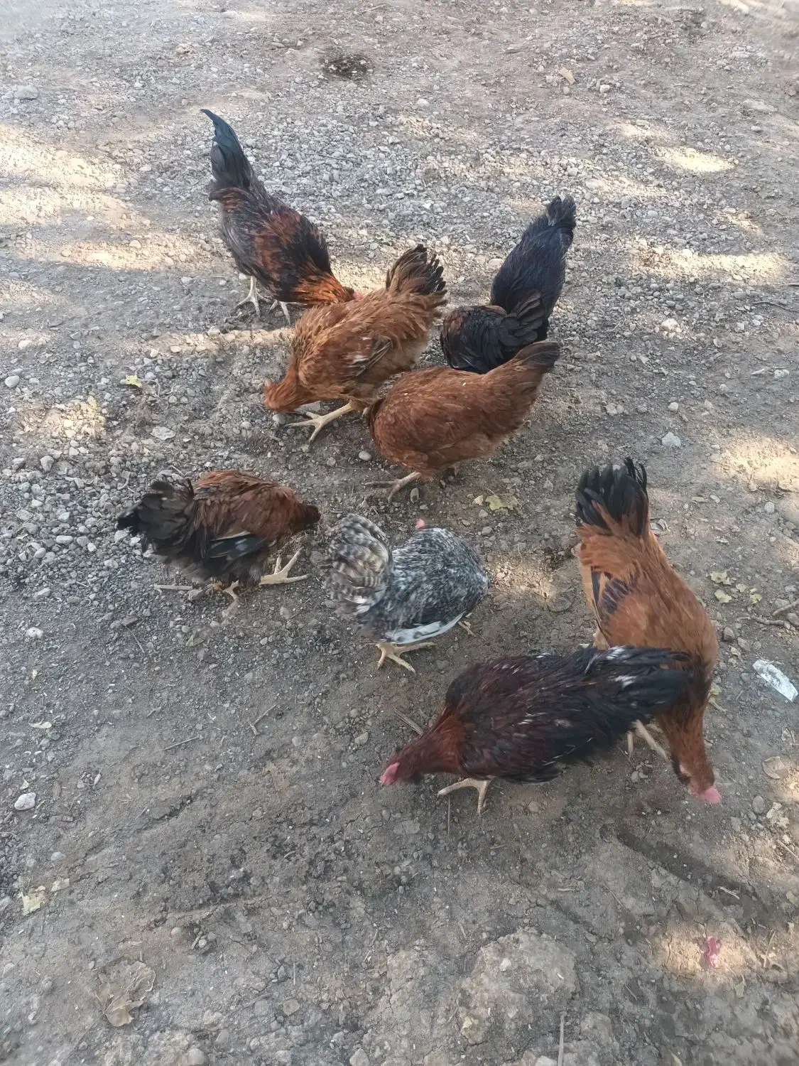 خروس سالم محلی|حیوانات مزرعه|چگنی, |دیوار