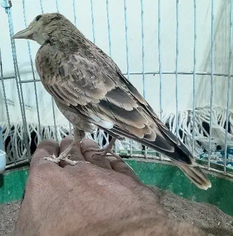 سهره خاکی دهن هزار|پرنده|قم, دروازه ری|دیوار