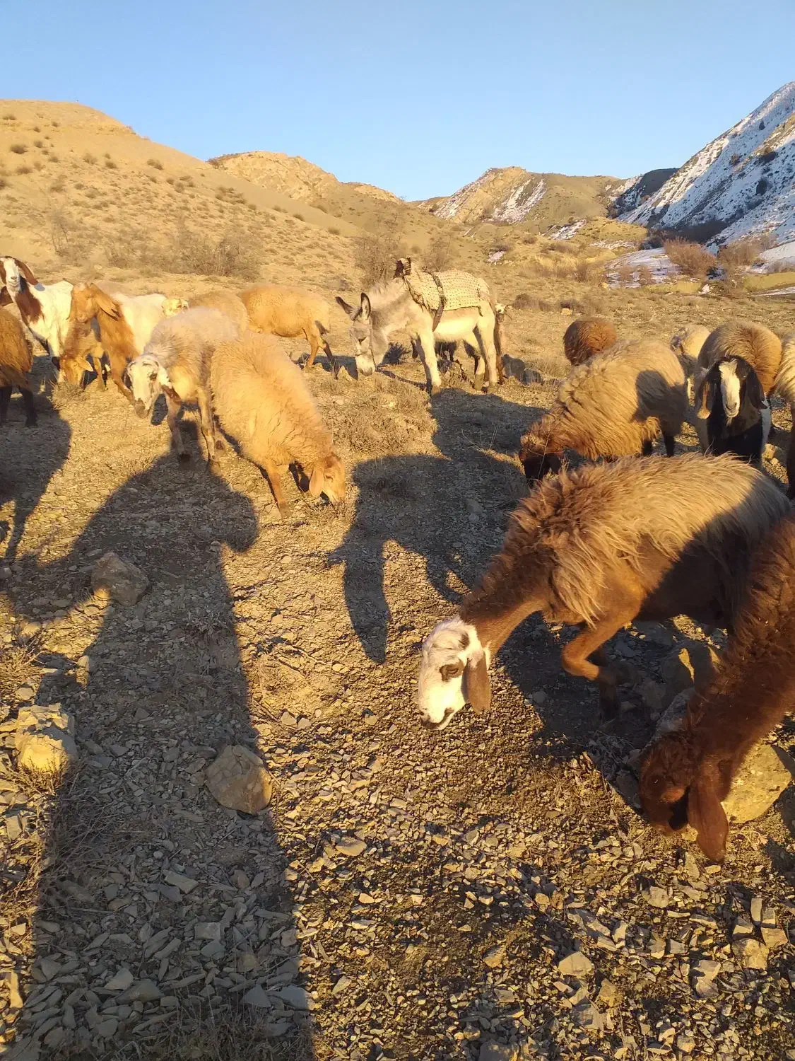 خر ۵سال دارد قیمت توافقی|حیوانات مزرعه|بجنورد, |دیوار