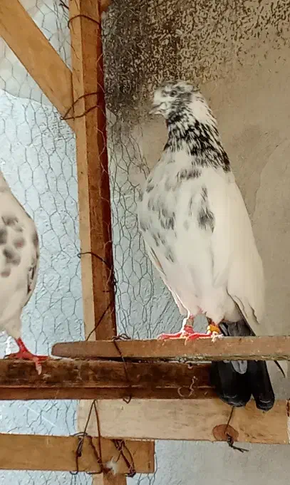 کبوتر|پرنده|رشت, معلولین|دیوار