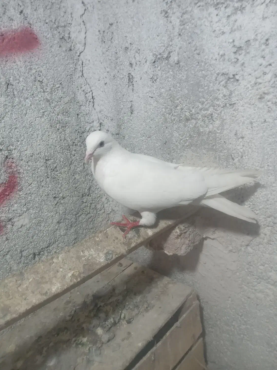 اغ مایا|پرنده|اردبیل, |دیوار