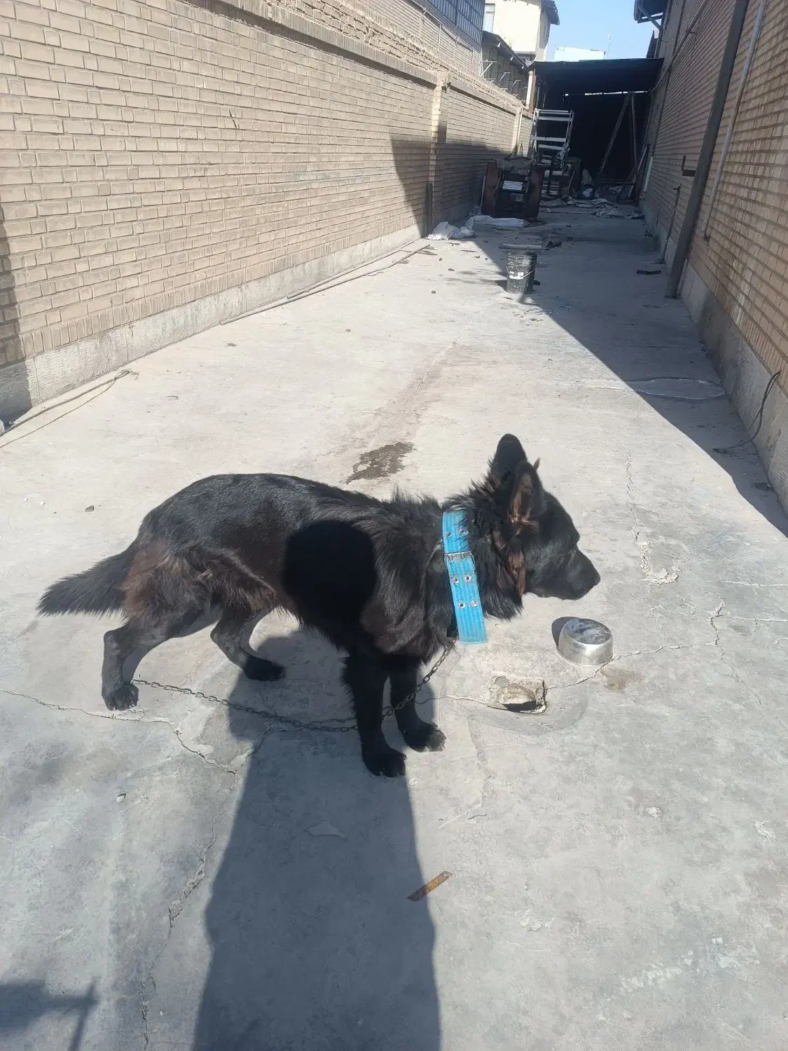 واگذاری یک قلاده ژرمن بلک|سگ|فشاپویه, |دیوار