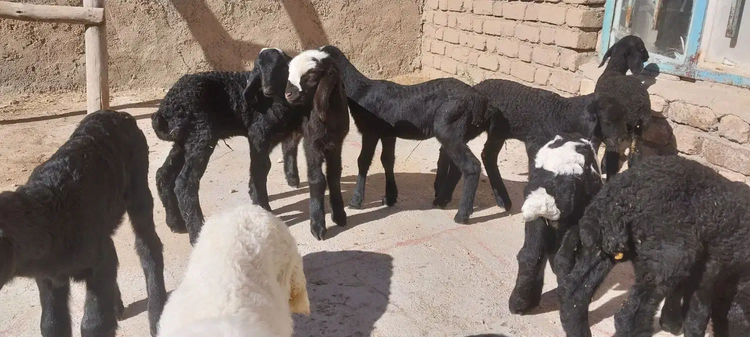 بره شیری افشار شال|حیوانات مزرعه|ایلام, |دیوار