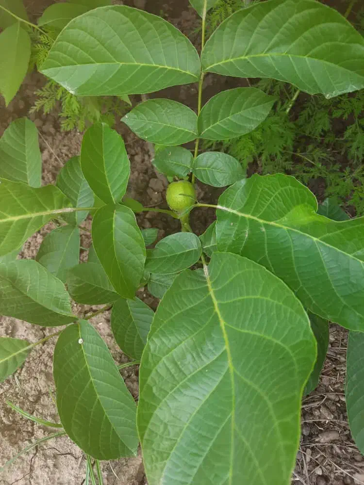 نهالستان دماوند|خدمات باغبانی و درختکاری|میاندوآب, |دیوار