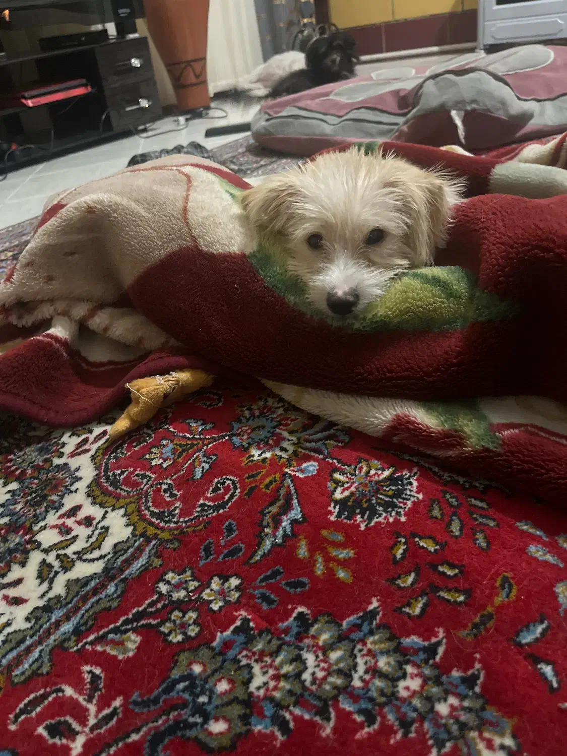 توله سگ|سگ|مهدی شهر, |دیوار