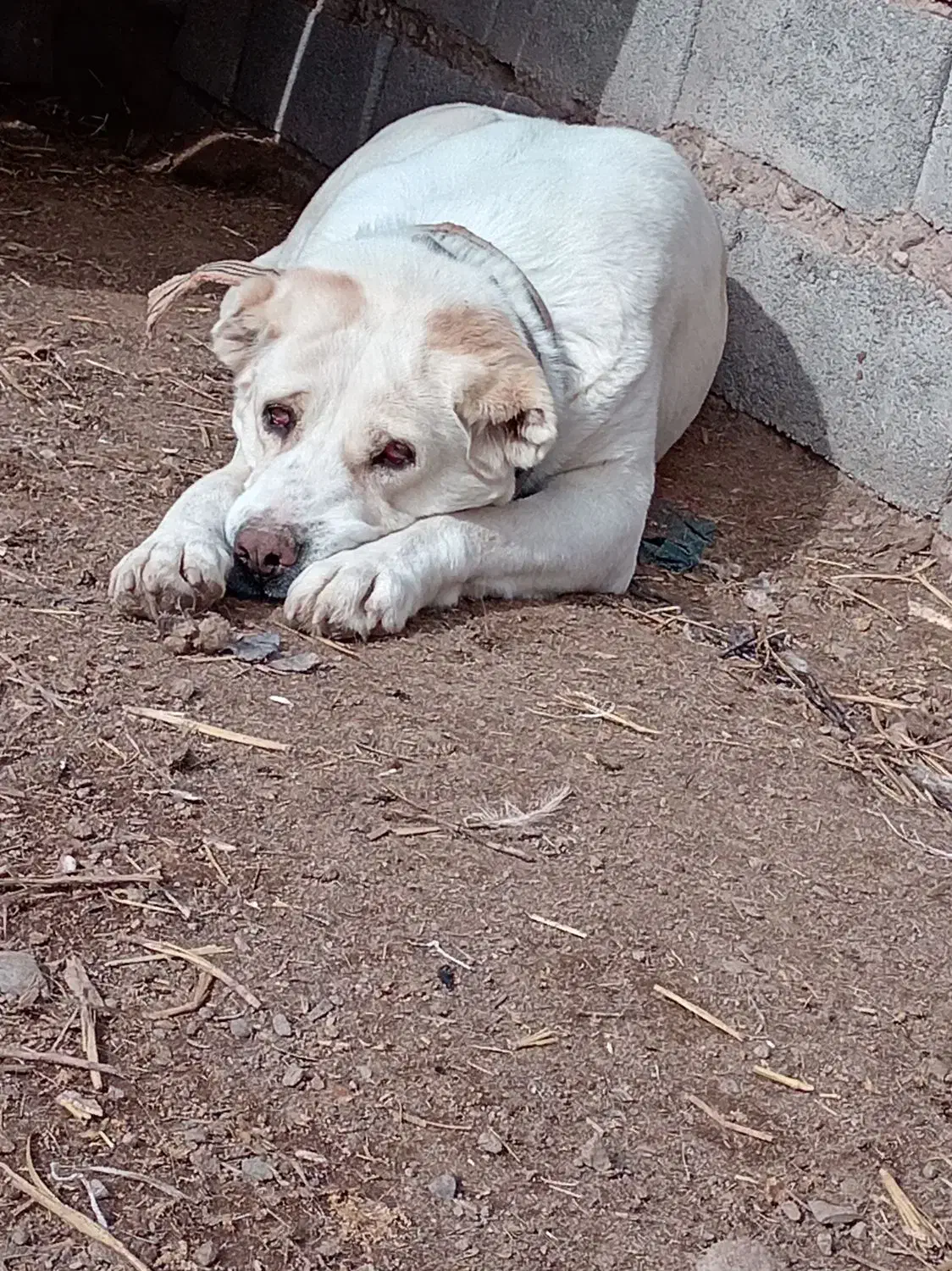 سلام سگ گله|سگ|طاغنکوه, |دیوار