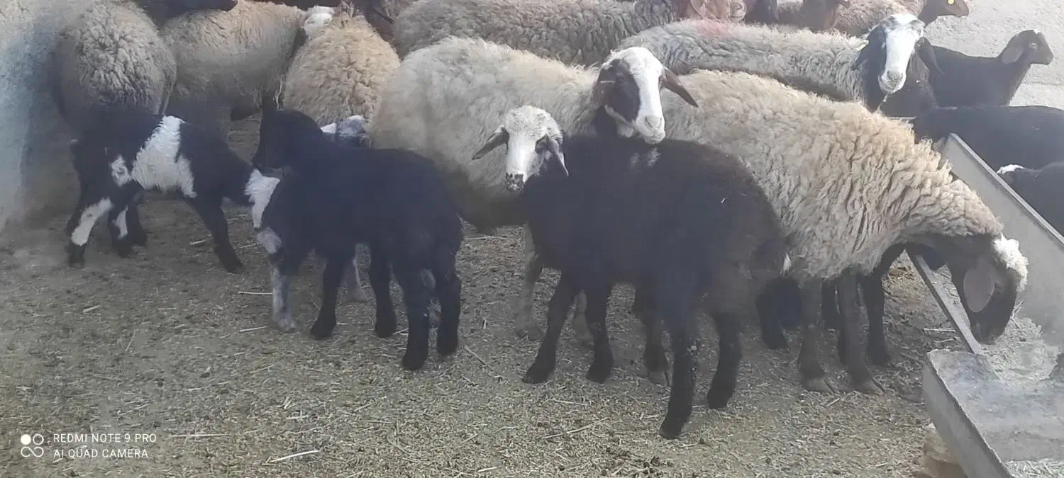 میش بره|حیوانات مزرعه|خنداب, |دیوار