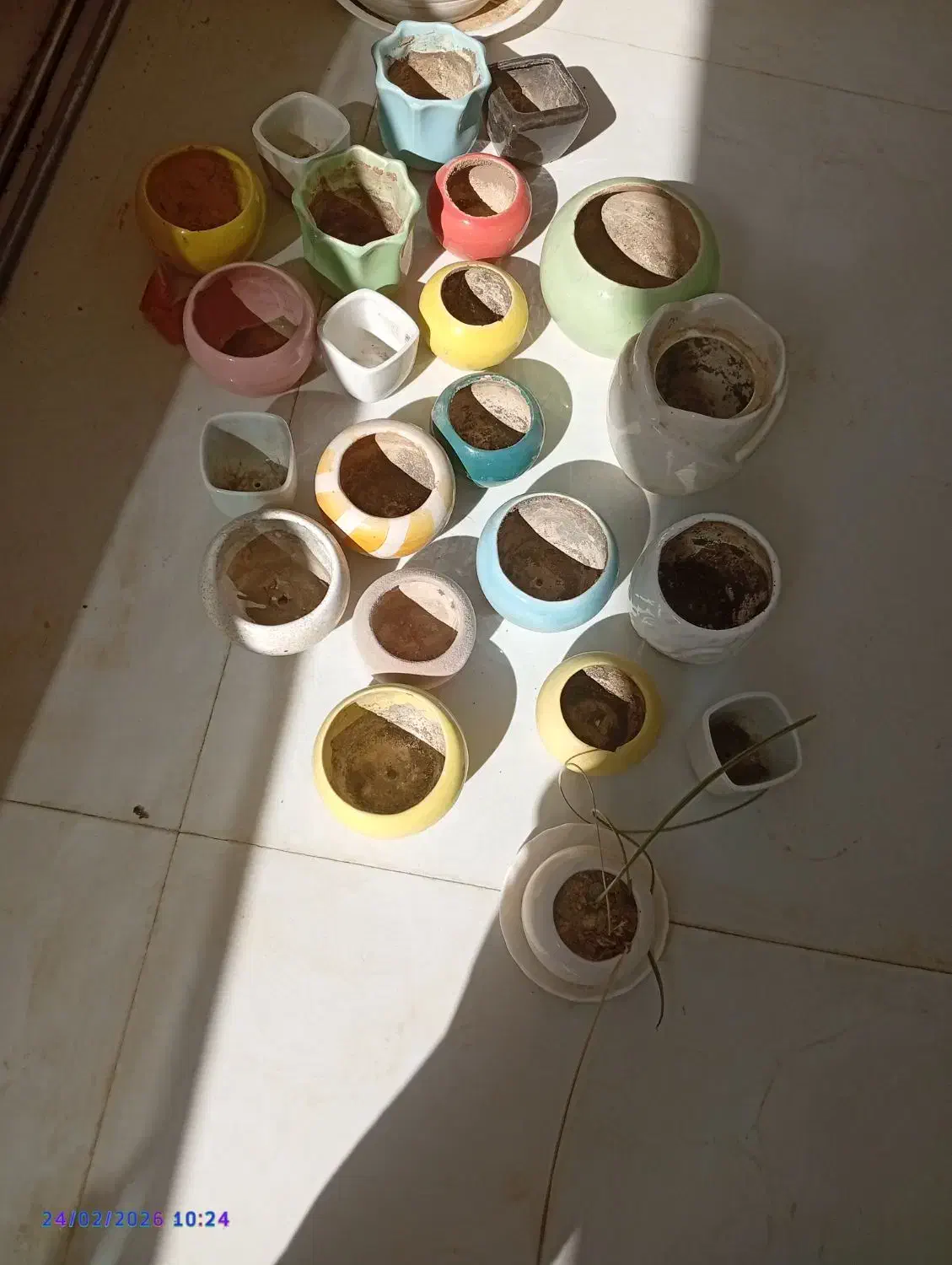 گلدان گل|گل و گیاه طبیعی|مشهد, امیریه|دیوار