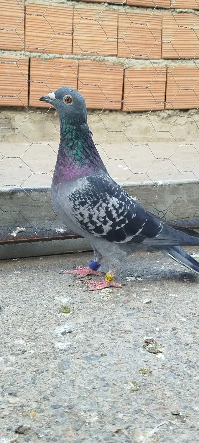 مسافتی گرفتنی|پرنده|مینودشت, |دیوار