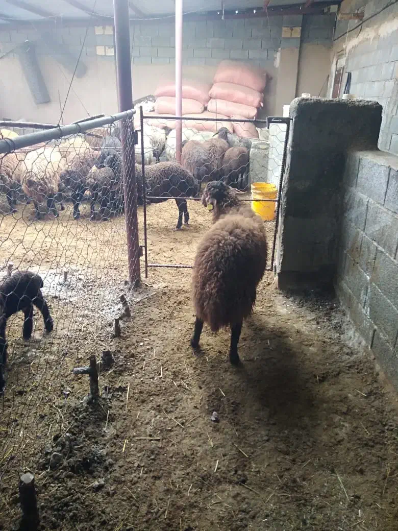 بره|حیوانات مزرعه|شهرضا, |دیوار