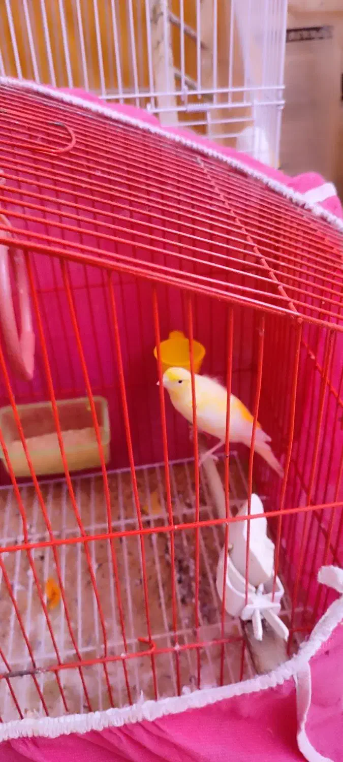 پرنده|پرنده|اصفهان, سودان|دیوار