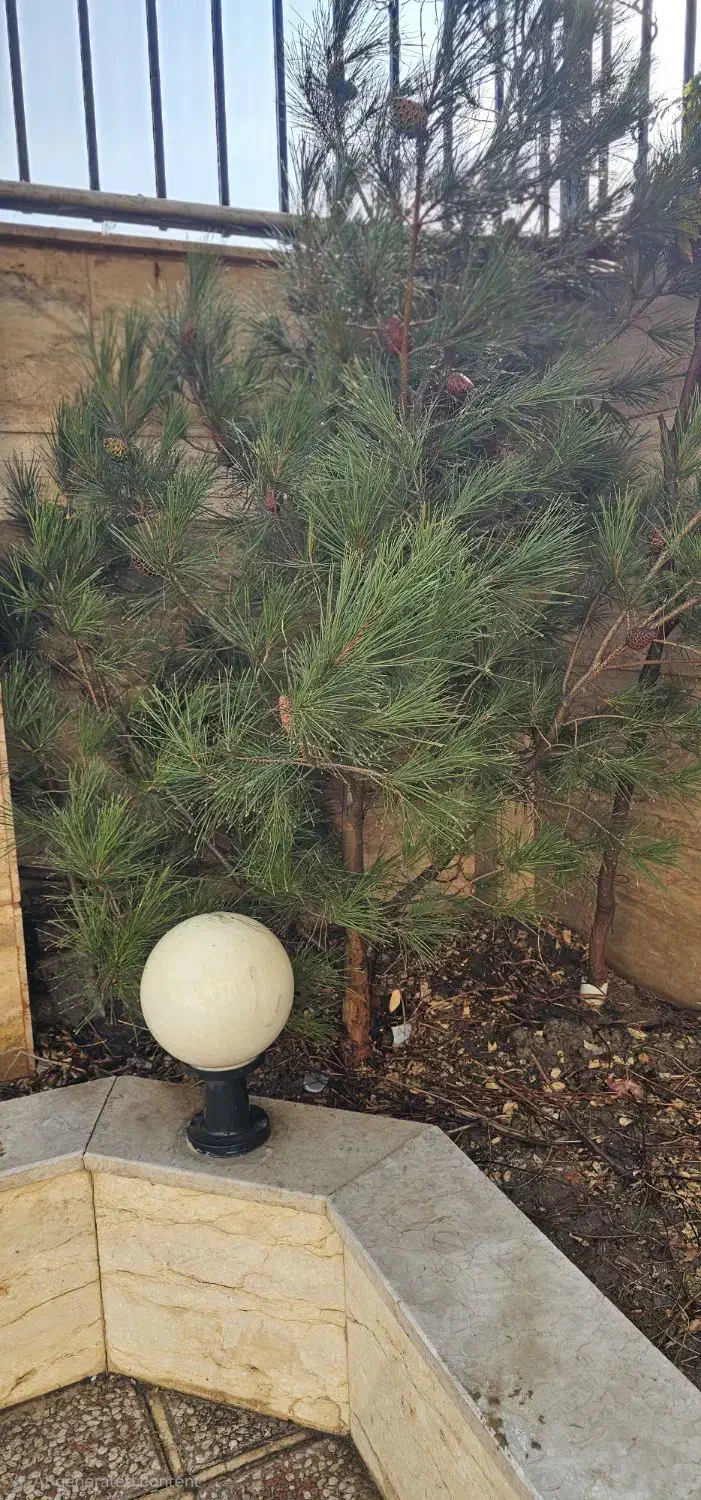 کاج طبیعی کریسمس|گل و گیاه طبیعی|اندیشه, اندیشه فاز ۳|دیوار