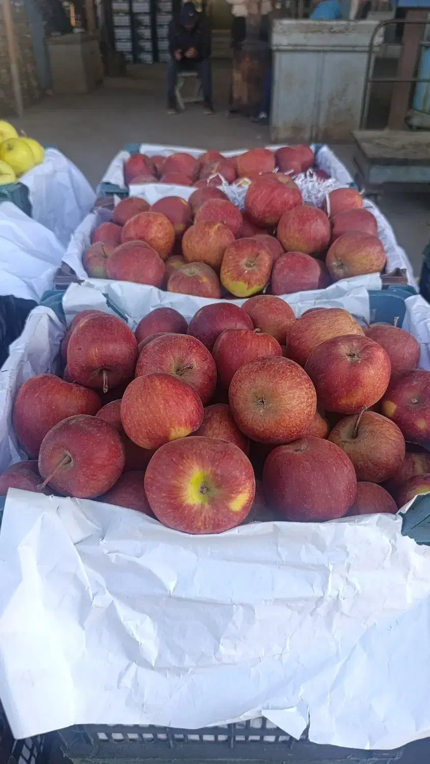 فروش سیب درختی .|عمدهفروشی|قوچان, |دیوار