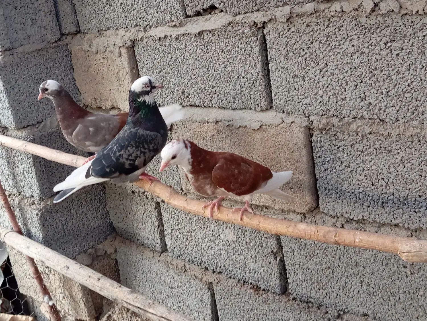کبوتر|پرنده|سیرجان, |دیوار