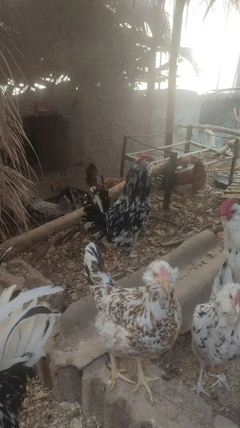 خروس گلین|حیوانات مزرعه|جویم, |دیوار