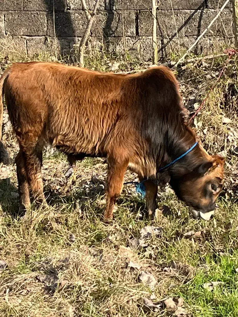 گاو دورگ همراه با گوساله نر|حیوانات مزرعه|رشت, منظریه|دیوار