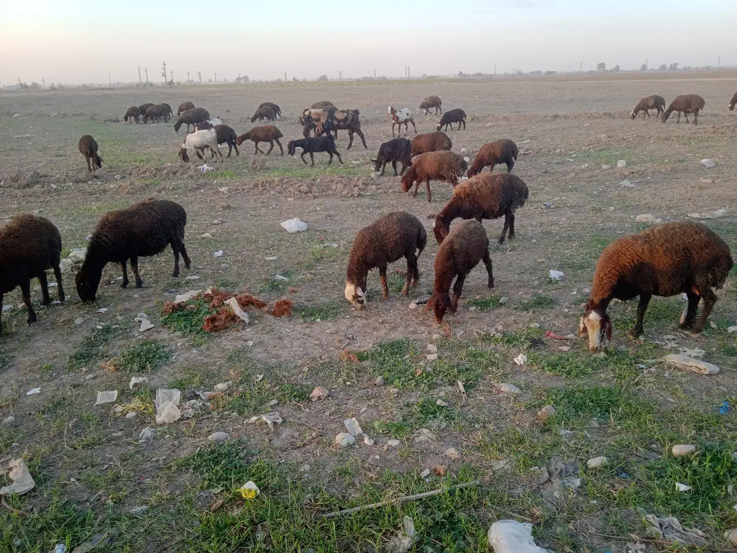 فروش گله بز وگوسفندد|حیوانات مزرعه|فاضل آباد, |دیوار