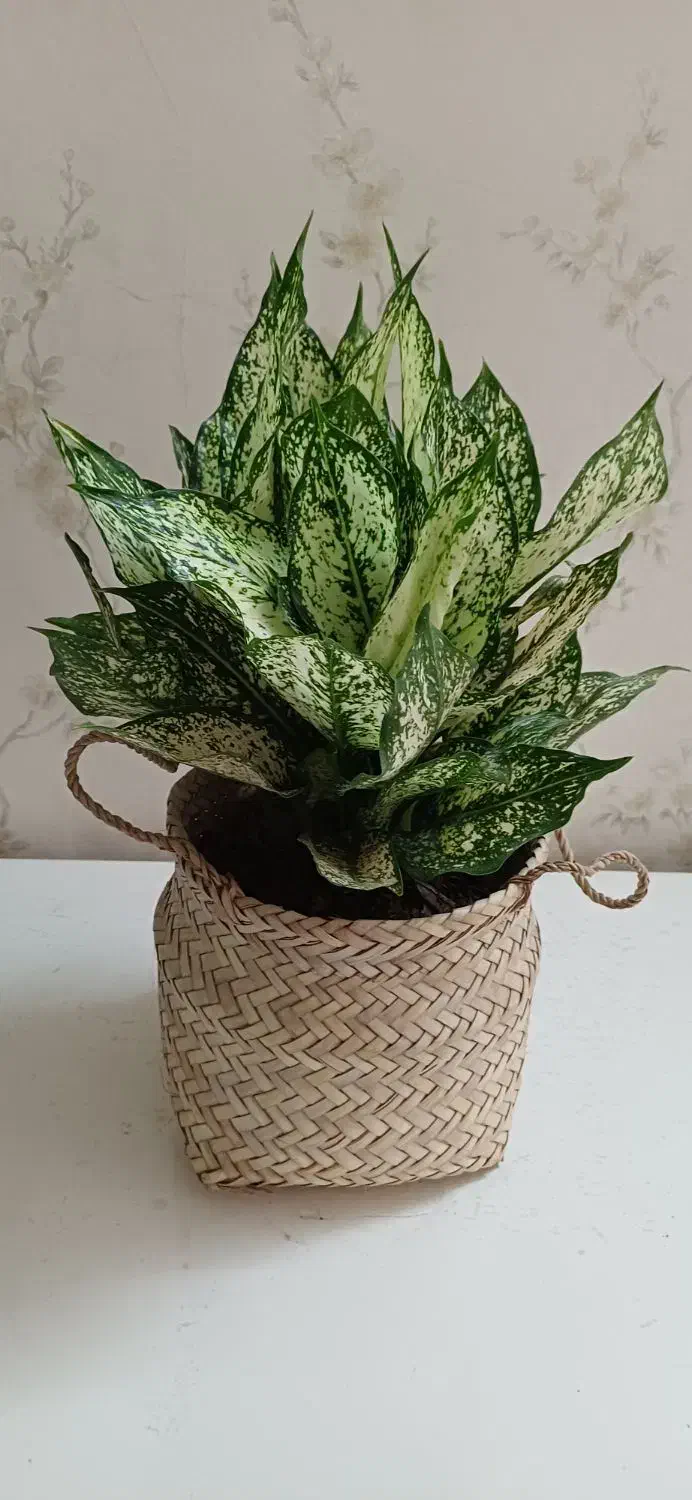 گل طبیعی|گل و گیاه طبیعی|مشهد, خرمشهر|دیوار