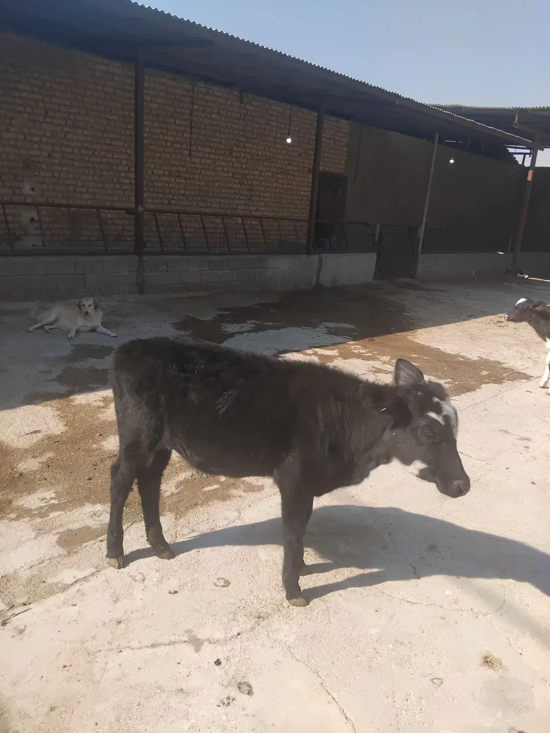 فروش گوساله ماده۱۲۰ کیلو|حیوانات مزرعه|شیراز, داریون|دیوار