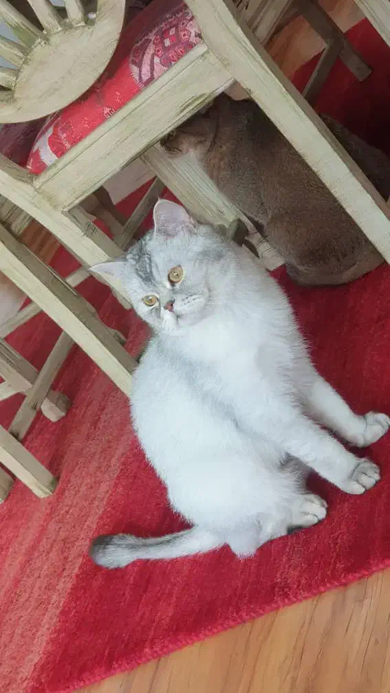 گربه بیریتیش|گربه|کرج, عظیمیه|دیوار