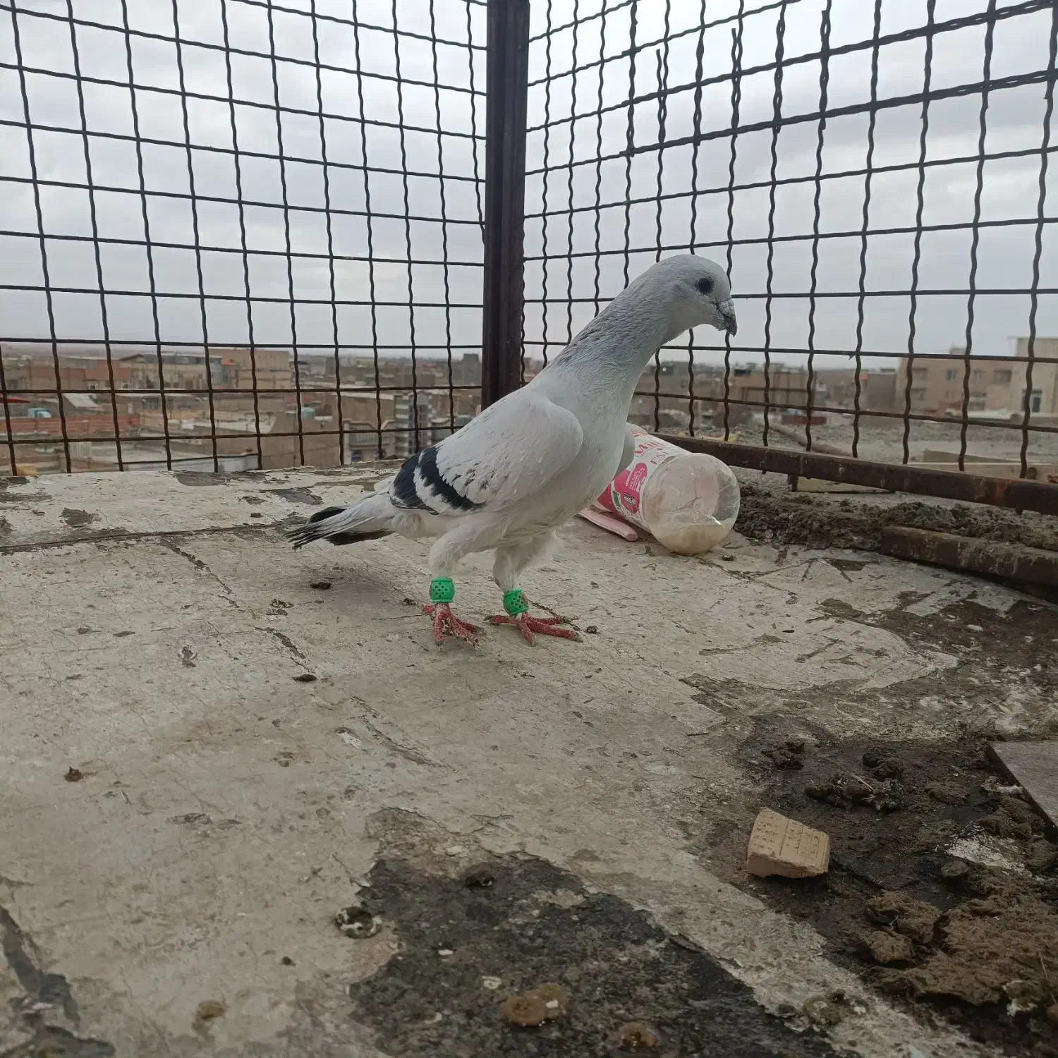 شامی نر|پرنده|اسفراین, |دیوار