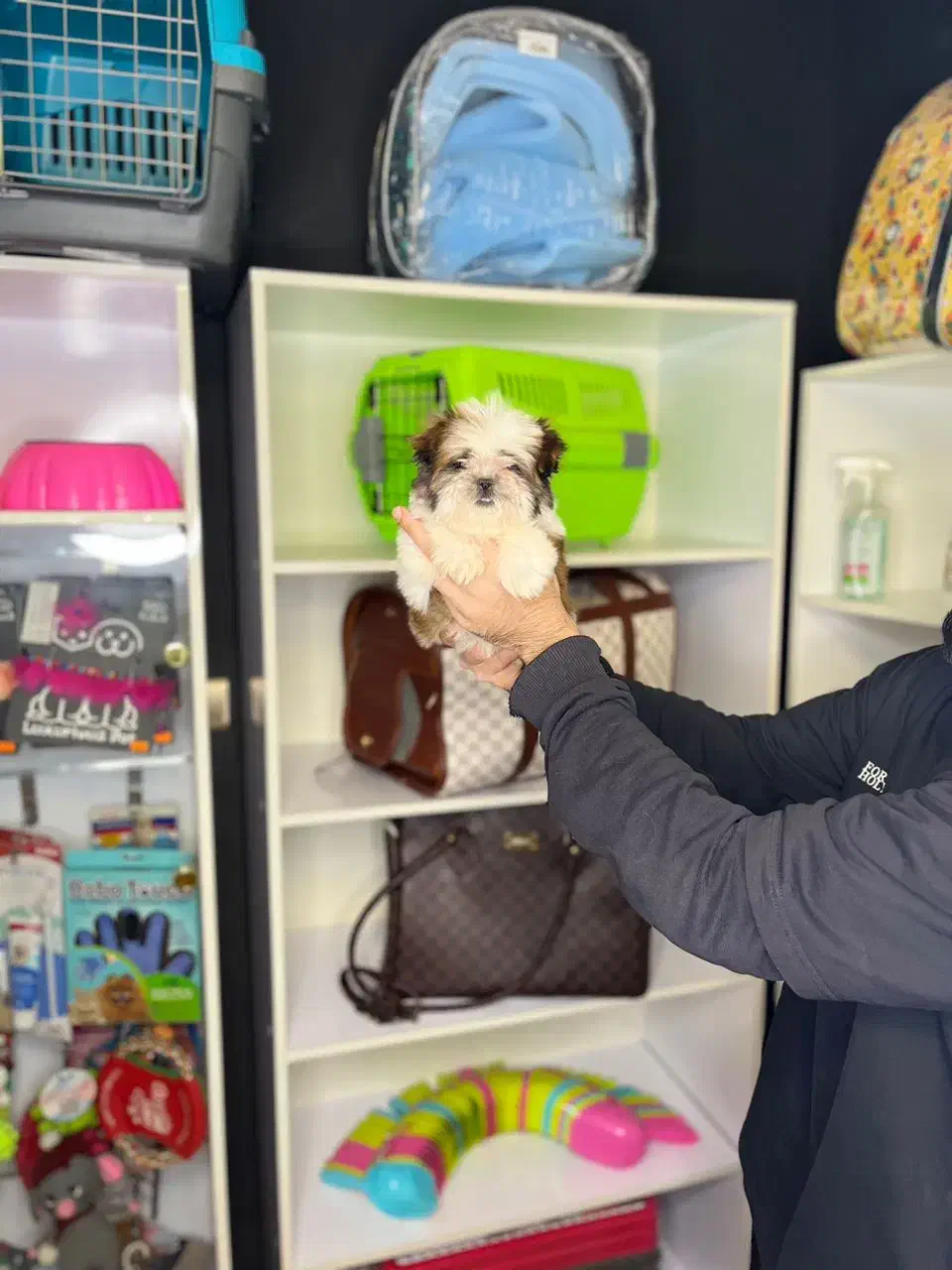 شیدزو سوپر فلت/شیدزو/فروش پت|سگ|تهران, تهرانپارس غربی|دیوار