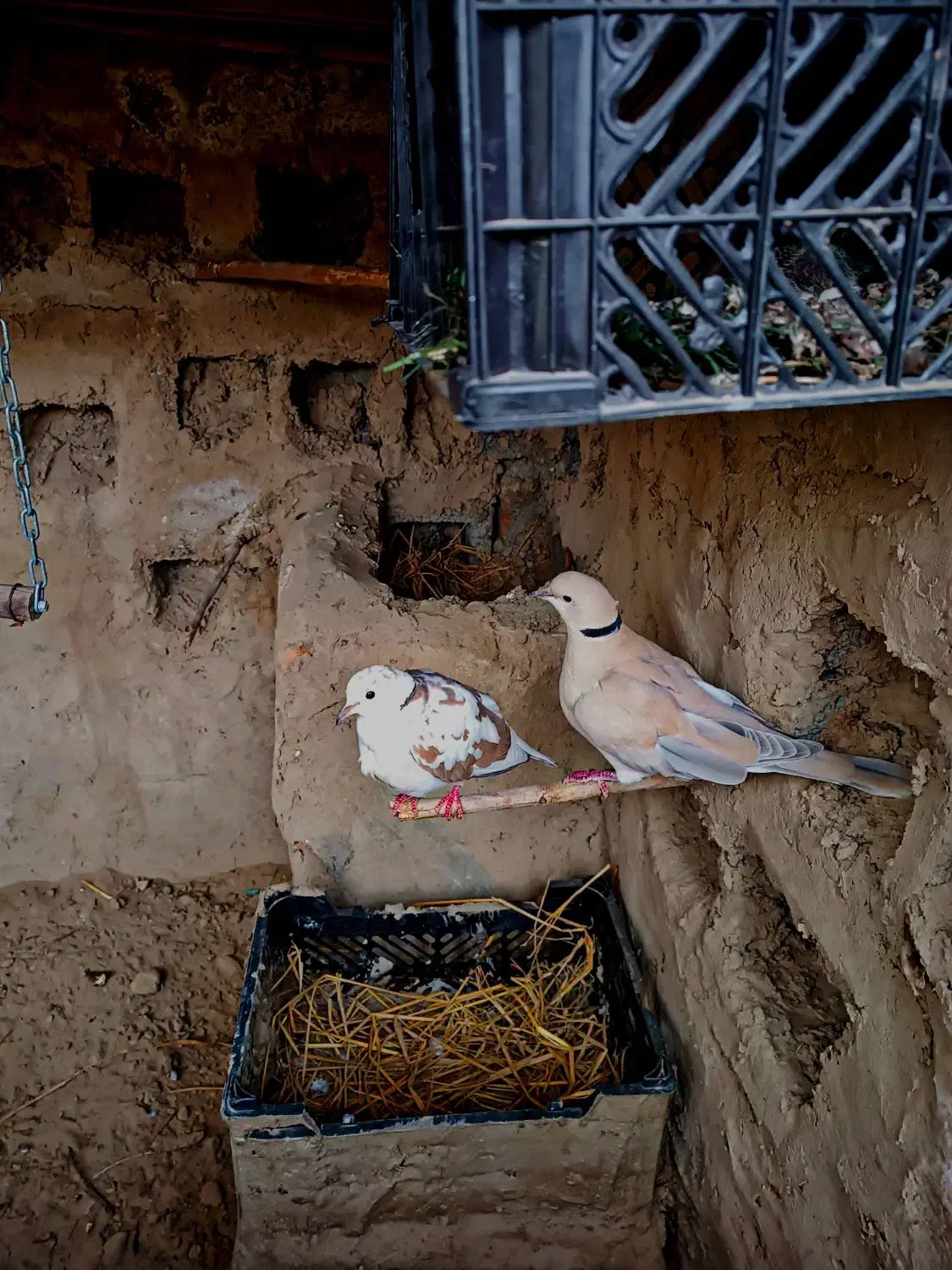 کبودرخانگی|پرنده|سراوان, |دیوار