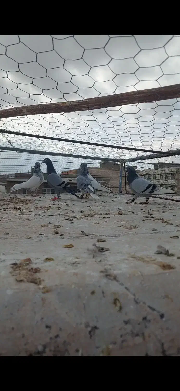 کبوتر|پرنده|شیروان (خراسان), |دیوار