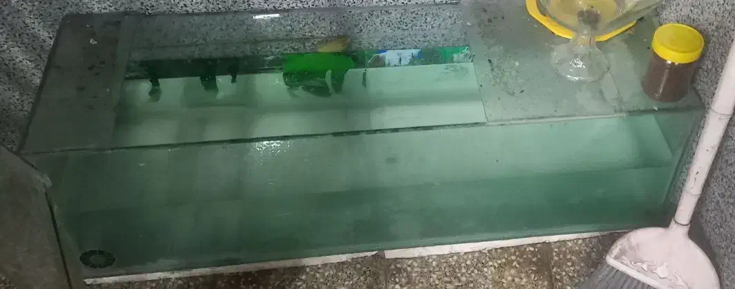 اکواریوم|ماهی|قم, شاه ابراهیم|دیوار