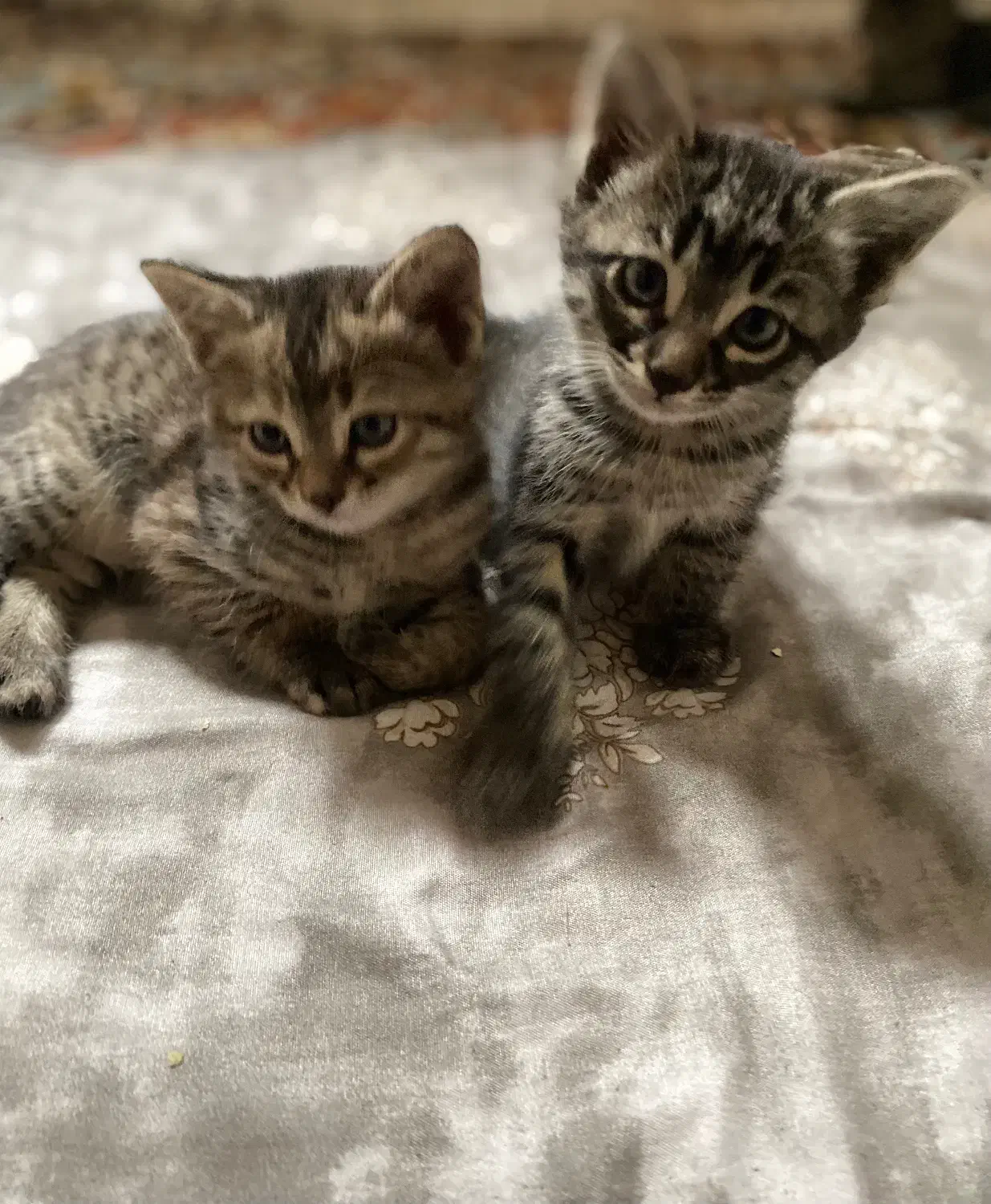 گربه|گربه|ری, دیلمان|دیوار