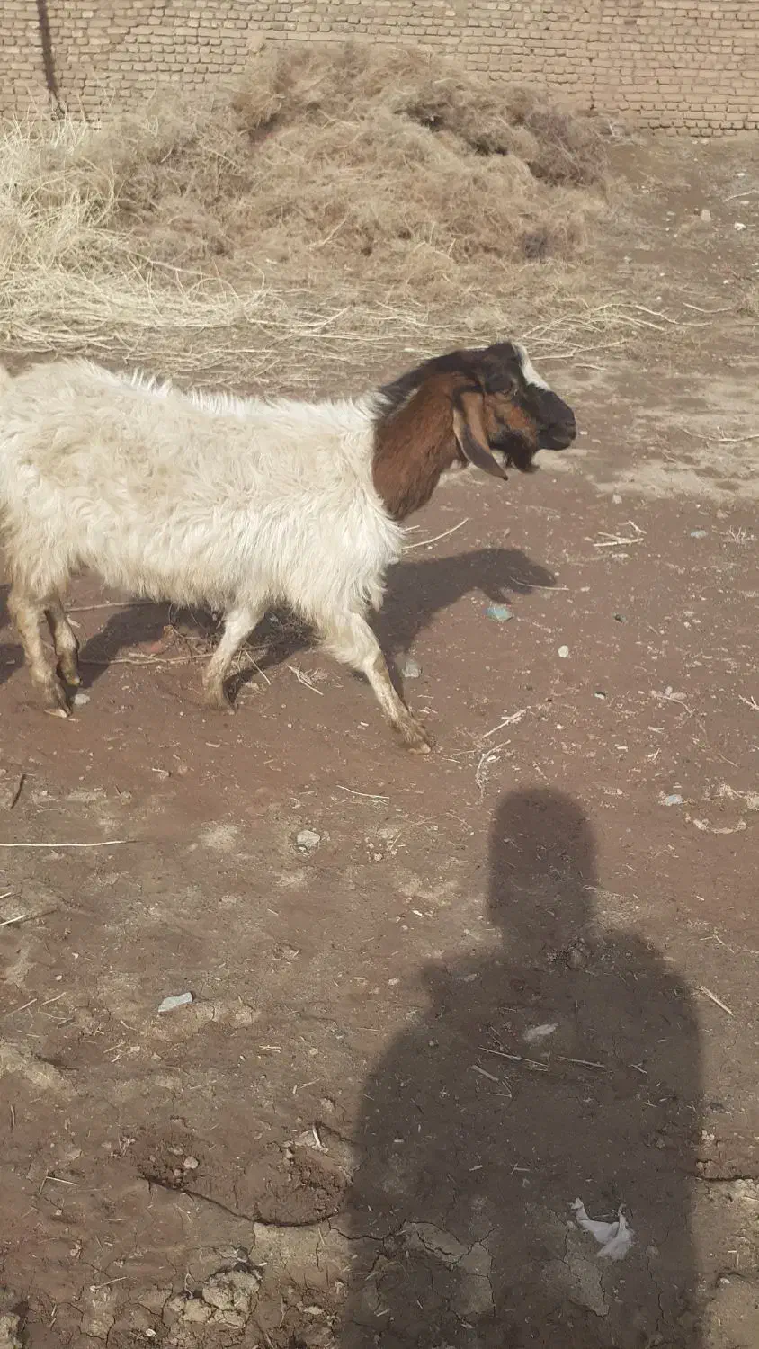 یک عدد بز زاییده|حیوانات مزرعه|سبزوار, قصبه غربی|دیوار