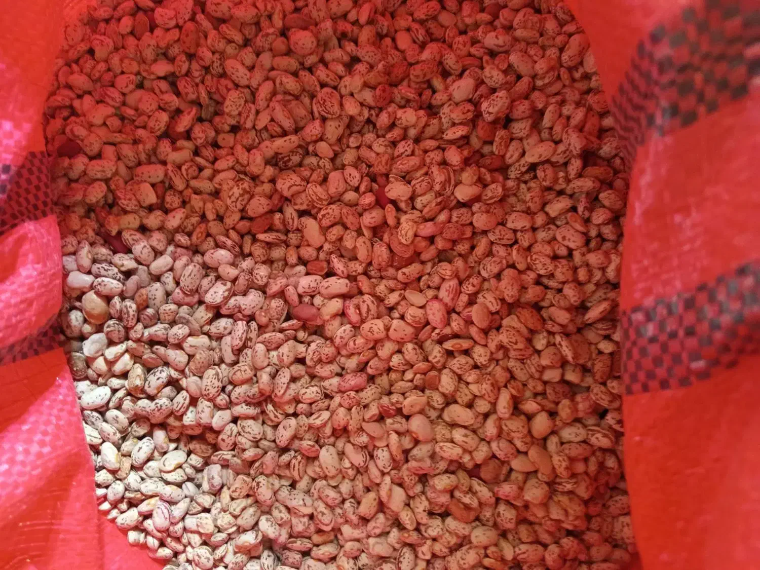 لوبیاچیتی کاشت امسال|عمدهفروشی|کبودرآهنگ, |دیوار