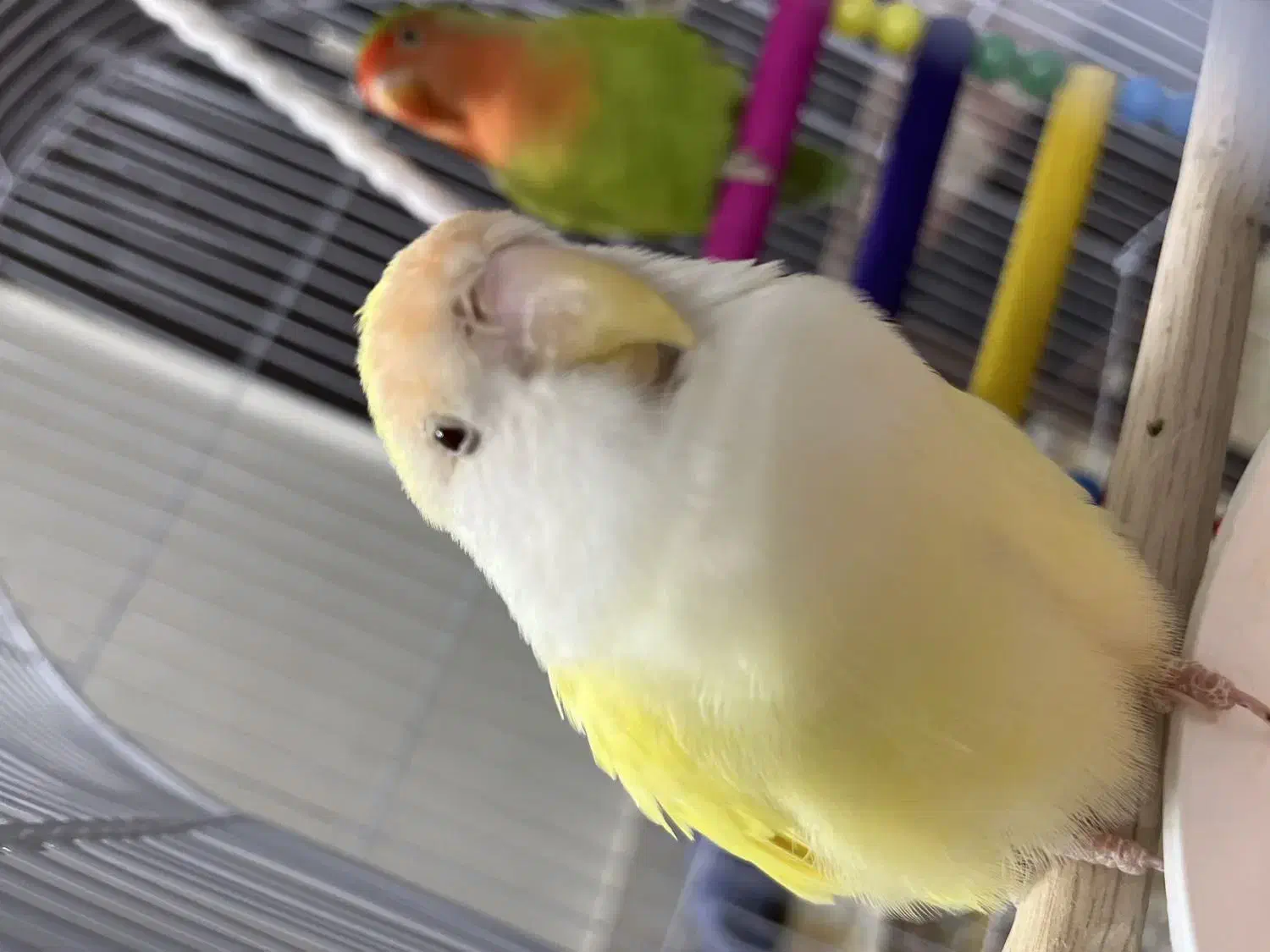 کوتوله برزیلی|پرنده|مشهد, انقلاب|دیوار