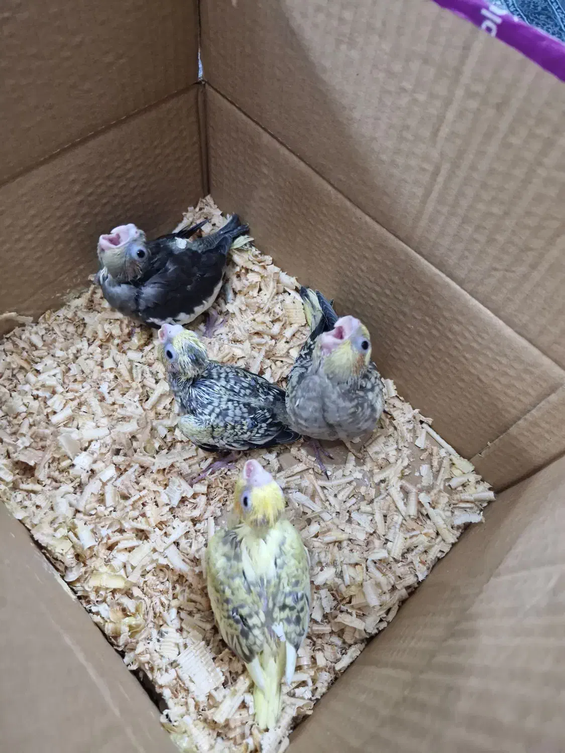 جوجه عروس هلندی|پرنده|پاکدشت, پاکدشت (مامازند)|دیوار