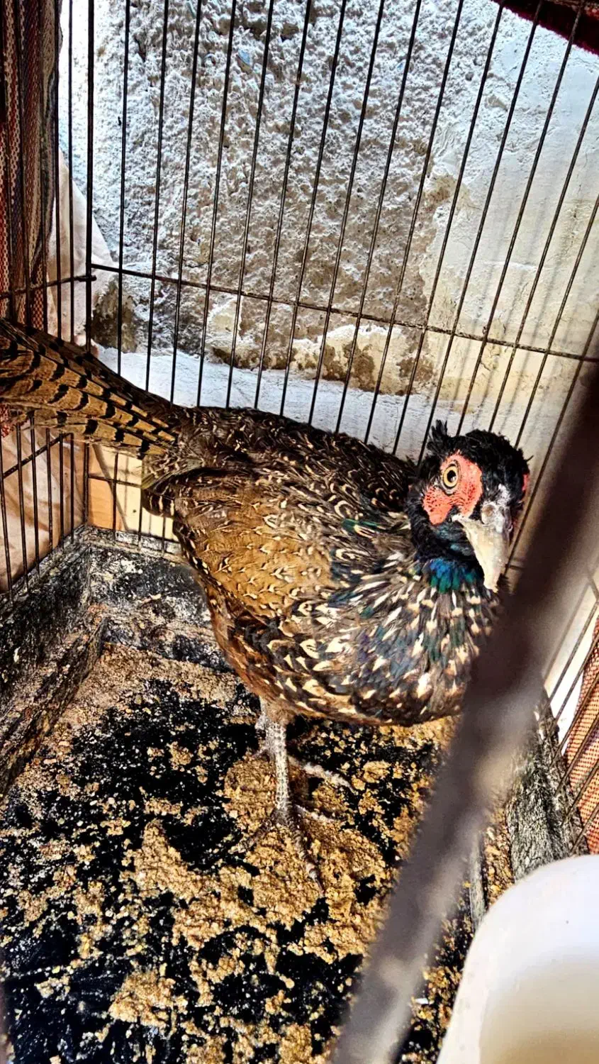 طاووس کفتر زینتی|پرنده|اسلامشهر, شهرک امام حسین (میان آباد)|دیوار