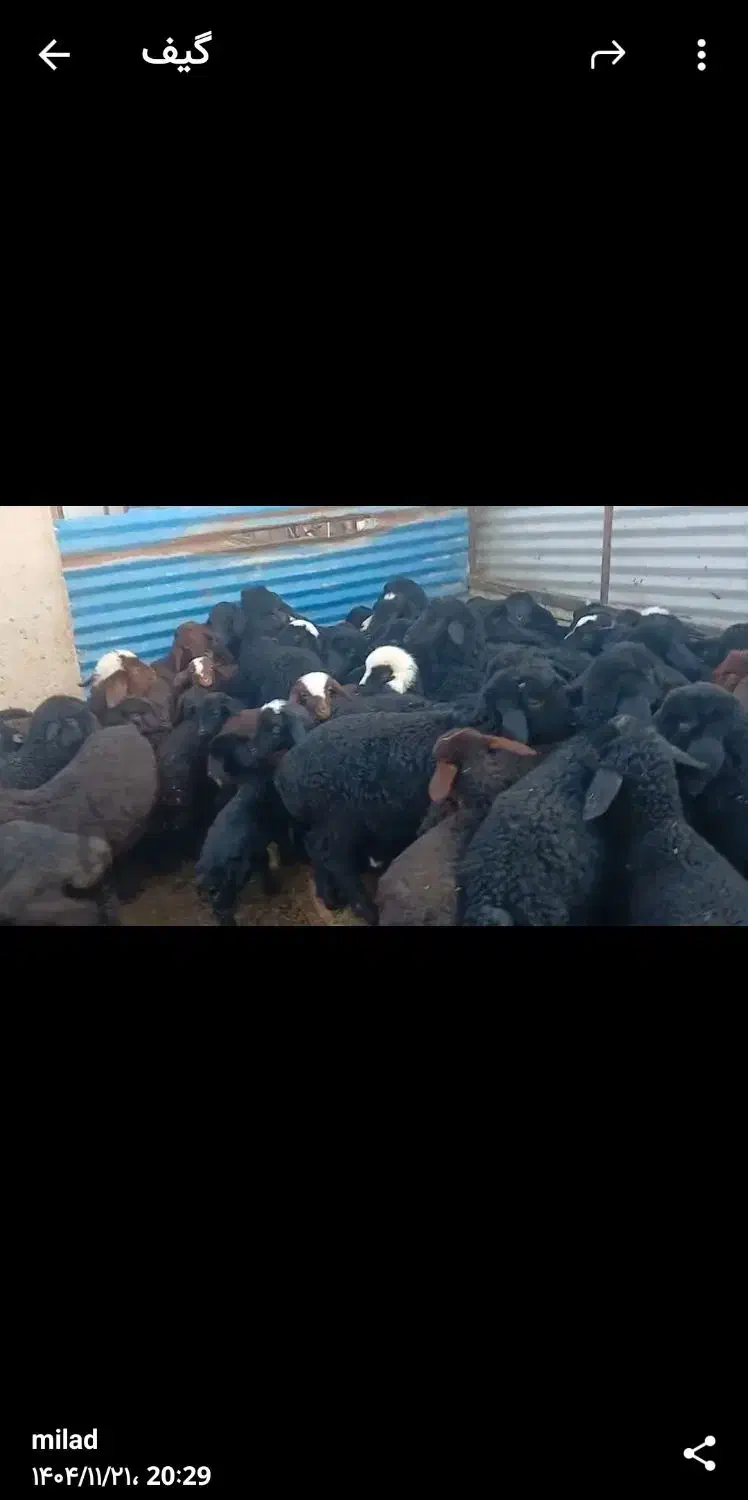 فروش ۱۲۰ راس میش افشار دورگ آبستن و شیرده|خدمات پیشه و مهارت|گرمسار, |دیوار