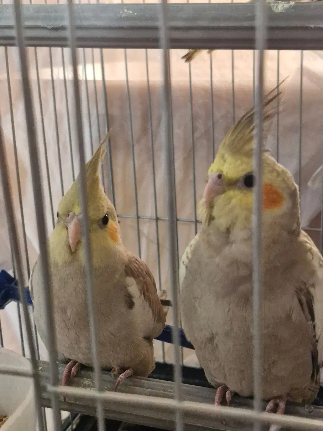 عروس هلندی|پرنده|گلپایگان, |دیوار