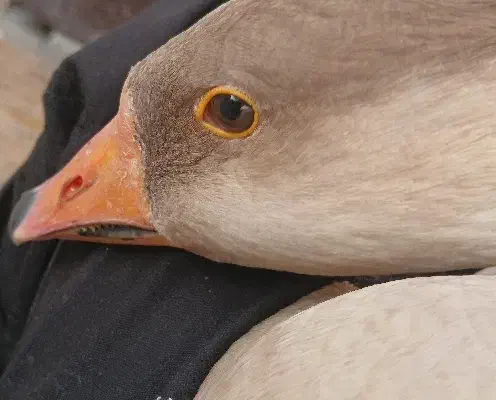 قوغاز اوکراینی.|حیوانات مزرعه|برخوار, |دیوار