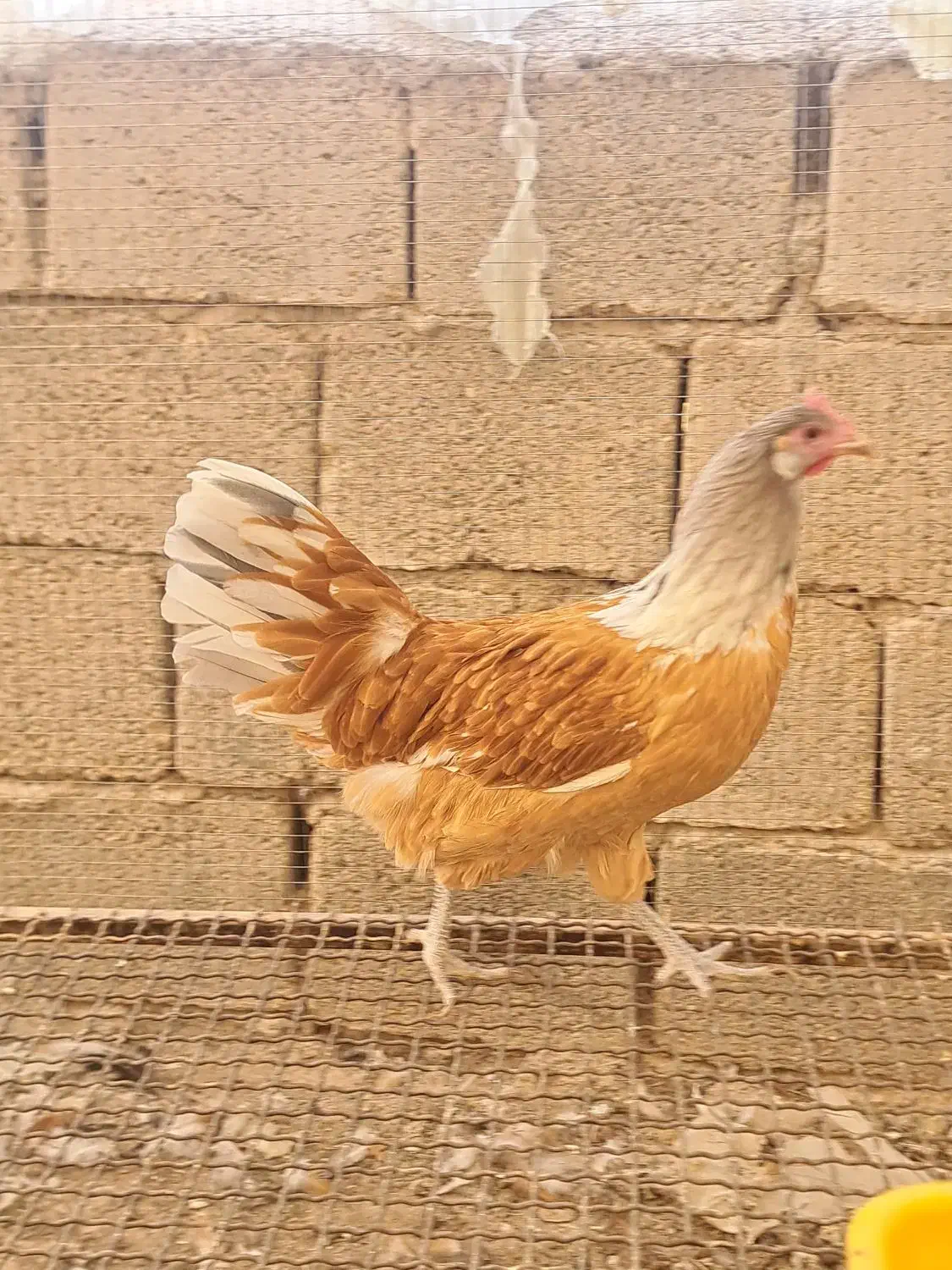 مرغ و خروس ورورک|حیوانات مزرعه|عسگران, |دیوار