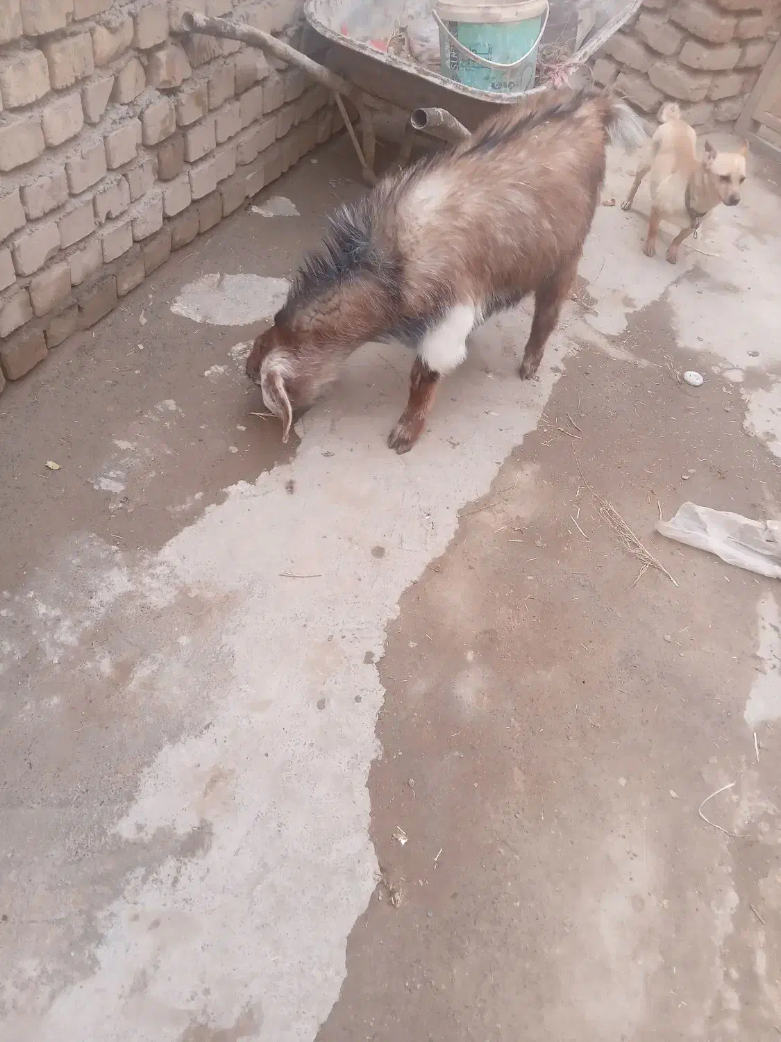 بزغاله نر|حیوانات مزرعه|نیشابور, دربقاضی|دیوار