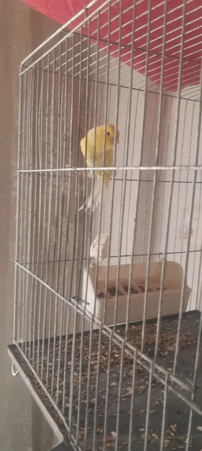 قناری جفت خورده و قناری ماده آماده|پرنده|کرج, اسلامآباد|دیوار