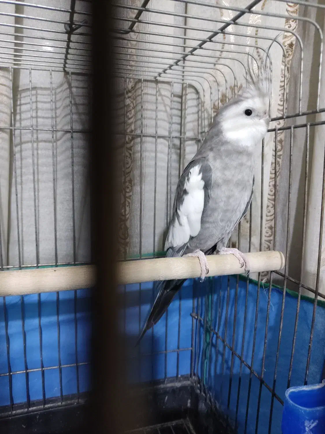 عروس هلندی نر|پرنده|ری, جوانمرد قصاب|دیوار