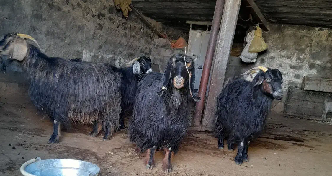 بز اصیل|حیوانات مزرعه|چرداول, |دیوار