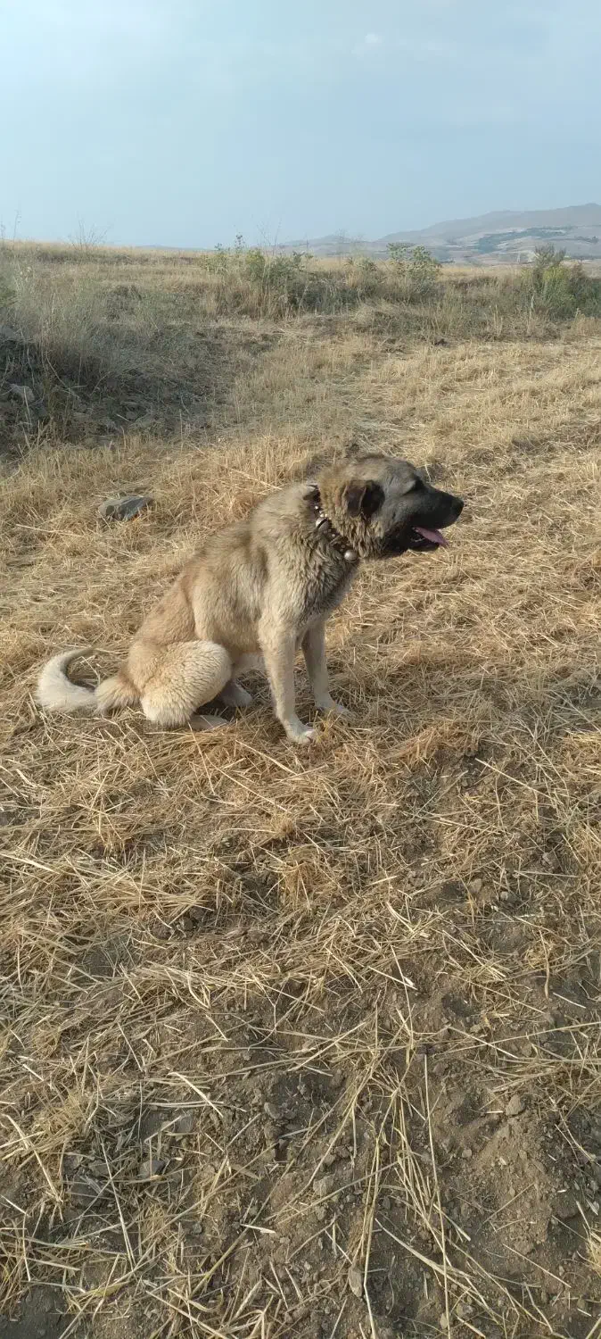 سگ پژدر|سگ|بروجرد, |دیوار