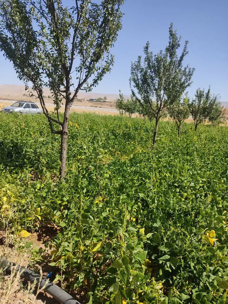 فروش باغ سمت دیرج آبادموقعیت عالی|فروش زمین و ملک کلنگی|زنجان, |دیوار