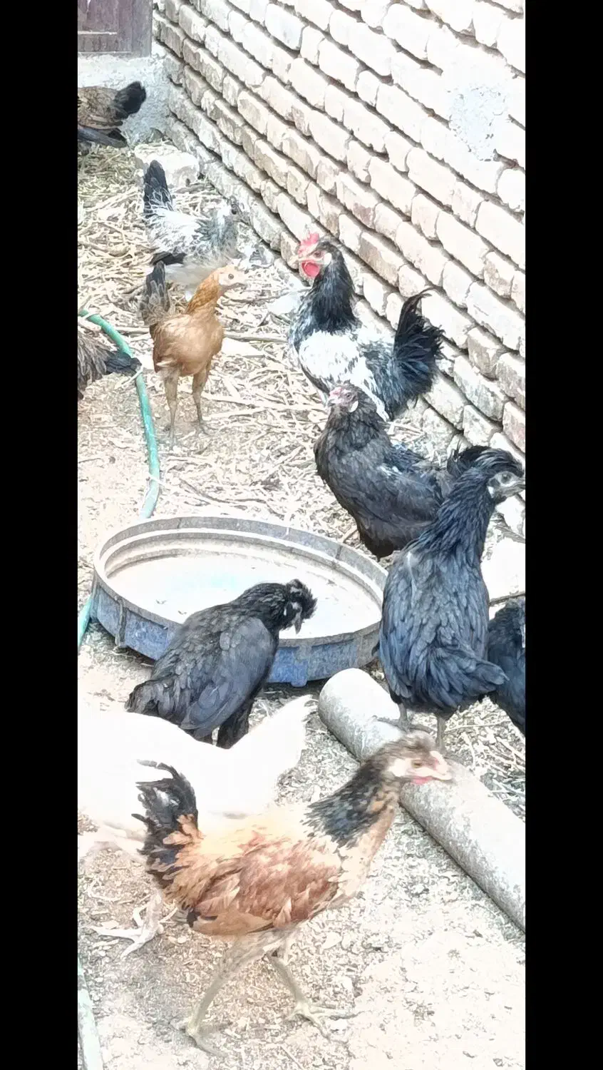 کاسرک و خروس نوق|حیوانات مزرعه|رفسنجان, |دیوار